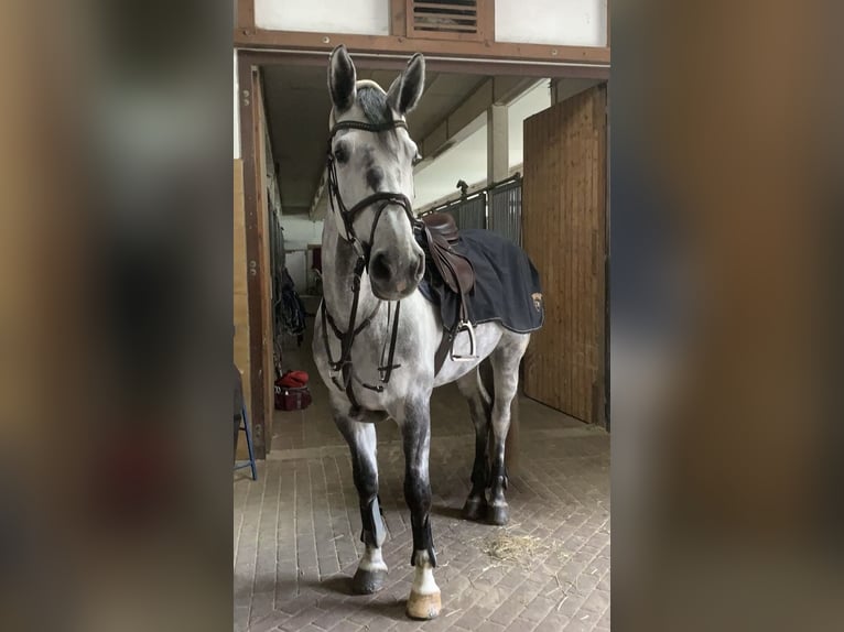 Sportivo Tedesco / Sportivo della Germania Giumenta 9 Anni 170 cm Grigio in Zweibrücken Sportivo Tedesco / Sportivo della Germania Giumenta 9 Anni 170 cm Grigio in Zweibrücken