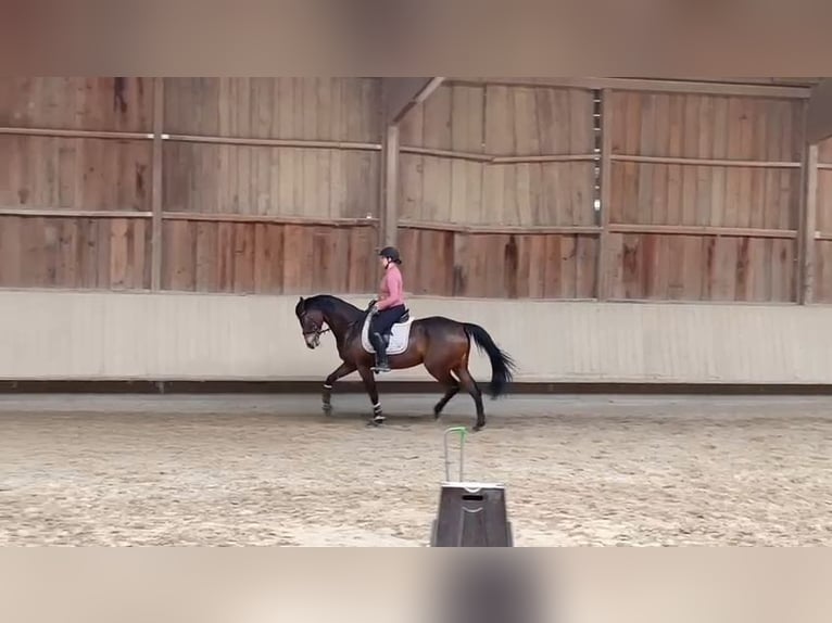 Sportivo Tedesco / Sportivo della Germania Giumenta 9 Anni 172 cm Baio in Billigheim