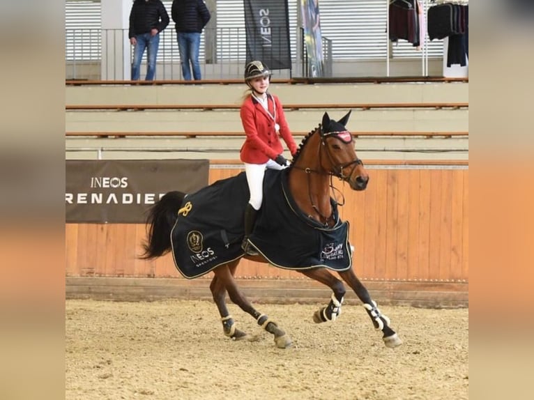 Sportivo Tedesco / Sportivo della Germania Giumenta 9 Anni 172 cm Baio ciliegia in Törökbálint