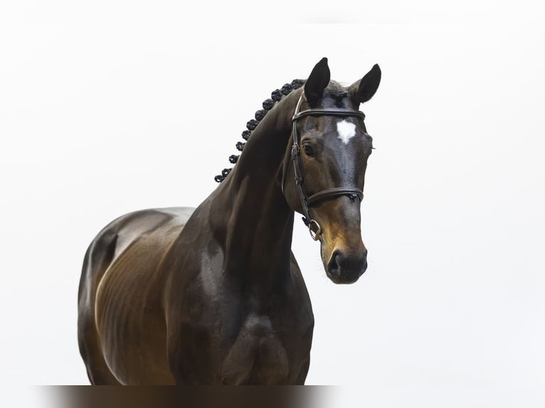 Sportivo Tedesco / Sportivo della Germania Giumenta 9 Anni 172 cm  in Waddinxveen