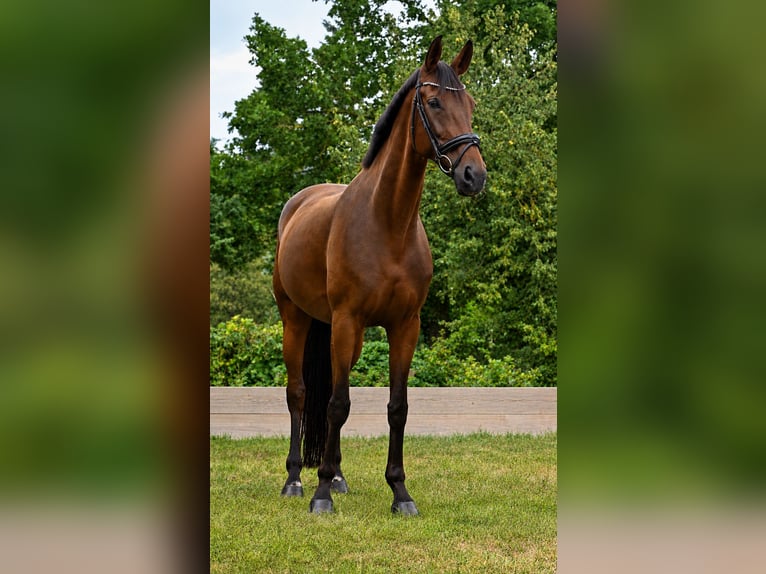 Sportivo Tedesco / Sportivo della Germania Giumenta 9 Anni 173 cm Baio in Moritzburg