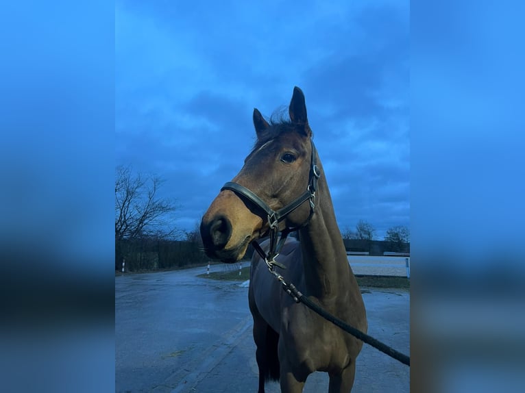 Sportivo Tedesco / Sportivo della Germania Giumenta 9 Anni 174 cm Baio in Neustadt an der Aisch