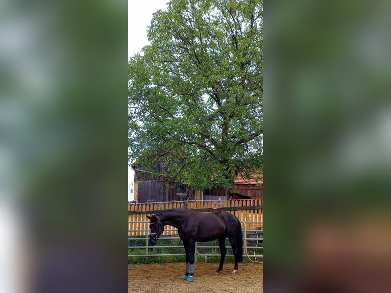 Sportivo Tedesco / Sportivo della Germania Giumenta 9 Anni 177 cm Morello in Gebenbach