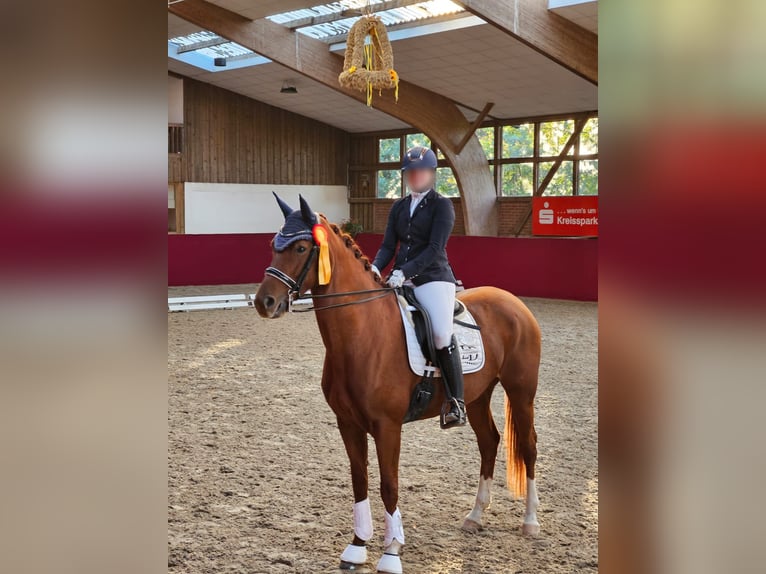 Sportivo Tedesco / Sportivo della Germania Giumenta 9 Anni Sauro in Helmstedt