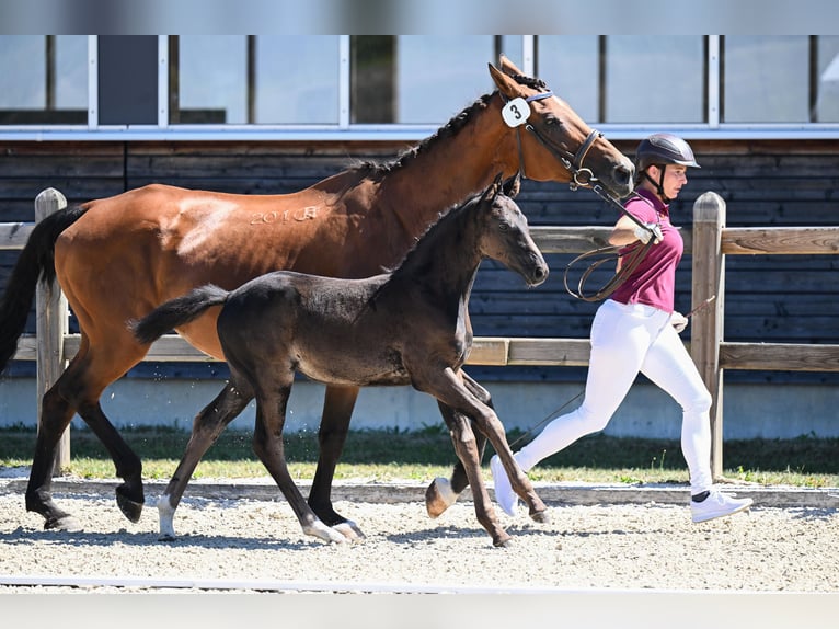 Sportivo Tedesco / Sportivo della Germania Giumenta Puledri (06/2026) 162 cm Morello in Saldenburg