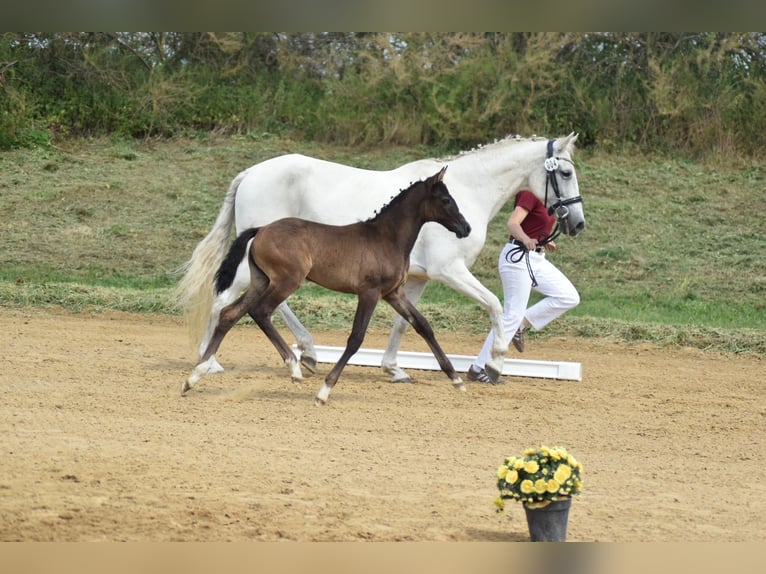 Sportivo Tedesco / Sportivo della Germania Giumenta Puledri (04/2026) 165 cm Grigio in Jerichow OT Schlagenthin