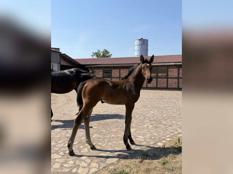 Sportivo Tedesco / Sportivo della Germania Giumenta Puledri (05/2026) 168 cm Baio scuro in Pollitz