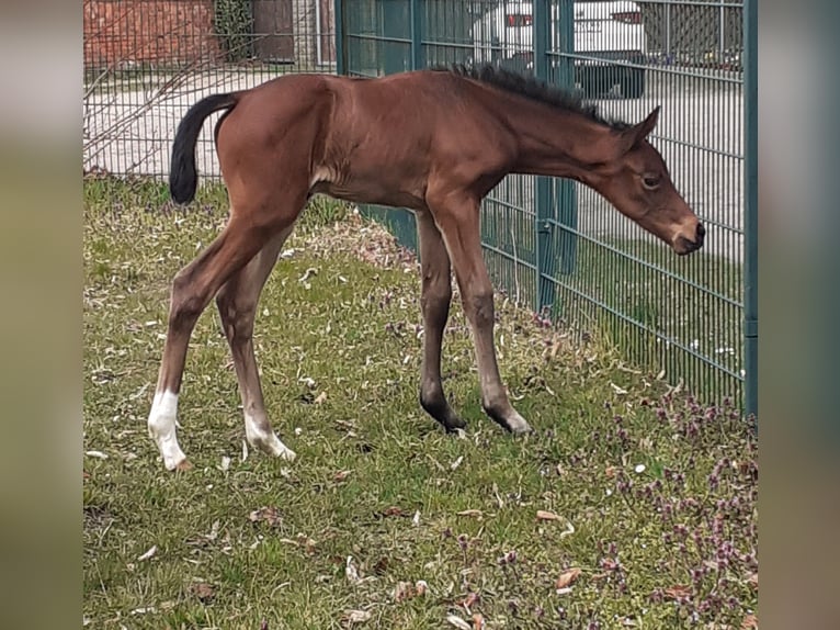 Sportivo Tedesco / Sportivo della Germania Giumenta  170 cm Baio in Osterburg