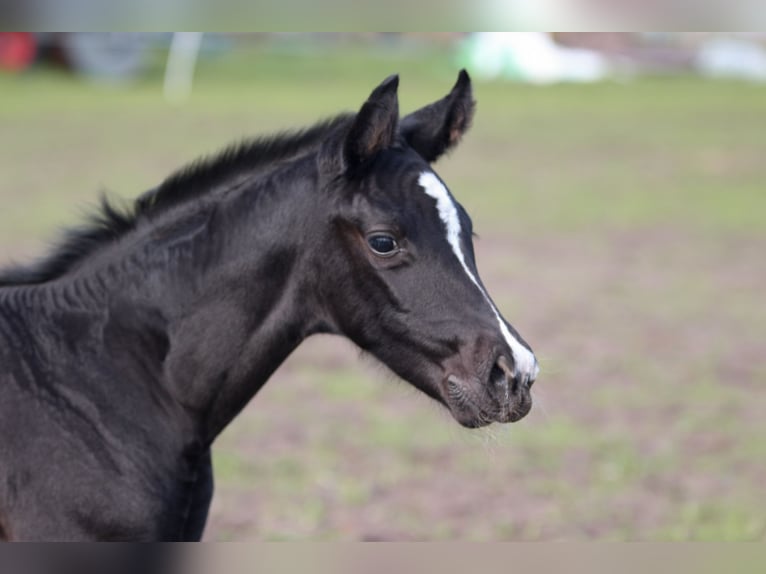Sportivo Tedesco / Sportivo della Germania Giumenta  170 cm Baio nero in Hagenow