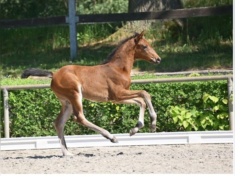Sportivo Tedesco / Sportivo della Germania Giumenta Puledri (04/2025) 170 cm Baio nero in Sandbeiendorf