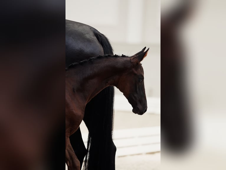 Sportivo Tedesco / Sportivo della Germania Giumenta Puledri (05/2026) 170 cm Baio nero in Luckau