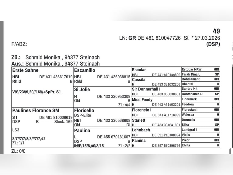 Sportivo Tedesco / Sportivo della Germania Giumenta Puledri (03/2026) 170 cm Baio scuro in Steinach
