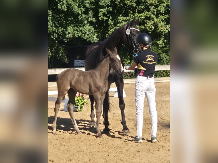 Sportivo Tedesco / Sportivo della Germania Giumenta Puledri (06/2026) 170 cm Morello in Frankenhardt