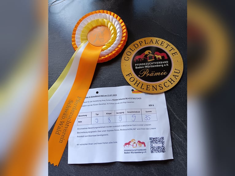 Sportivo Tedesco / Sportivo della Germania Giumenta Puledri (04/2025) Baio in Wei&#xDF;bach