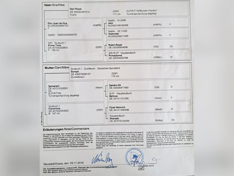 Sportivo Tedesco / Sportivo della Germania Giumenta Puledri (05/2026)  in Groß Kreutz