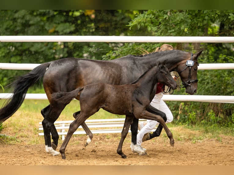 Sportivo Tedesco / Sportivo della Germania Giumenta Puledri (04/2026) Morello in Möllenbeck