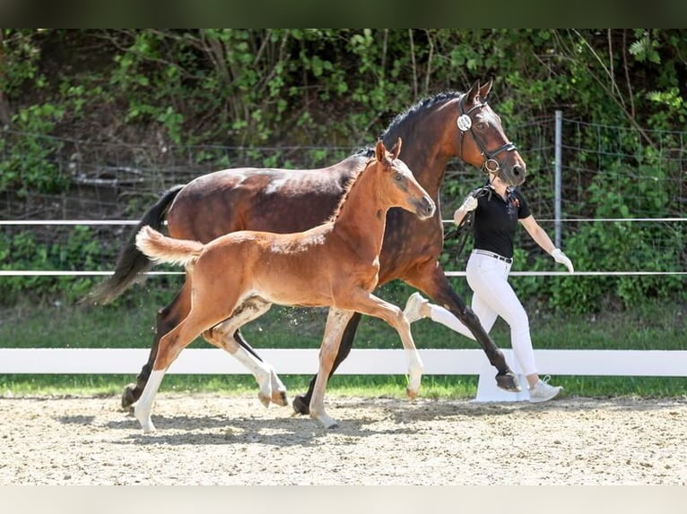 Sportivo Tedesco / Sportivo della Germania Giumenta Puledri (04/2026) Sauro in Wangen im Allgäu