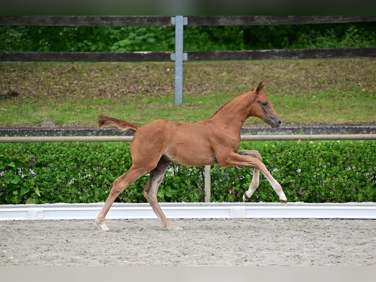 Sportivo Tedesco / Sportivo della Germania Giumenta Puledri (04/2026) Sauro in Goldenbow