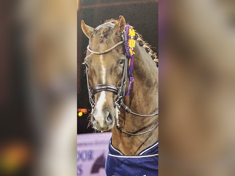 Sportivo Tedesco / Sportivo della Germania Sconosciuto 6 Anni  in NeuwiedNeuwied