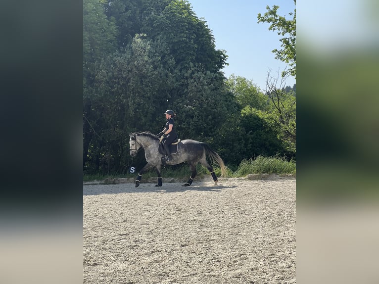 Sportivo Tedesco / Sportivo della Germania Stallone 10 Anni 172 cm Grigio pezzato in Sch&#xF6;ntha