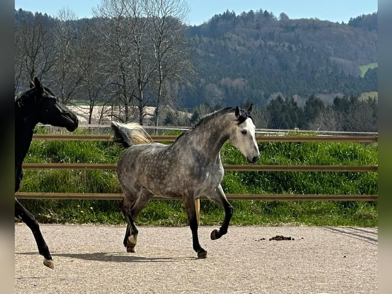 Sportivo Tedesco / Sportivo della Germania Stallone 10 Anni 172 cm Grigio pezzato in Sch&#xF6;ntha