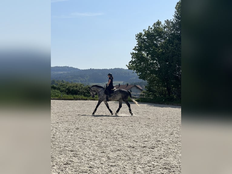 Sportivo Tedesco / Sportivo della Germania Stallone 10 Anni 172 cm Grigio pezzato in Sch&#xF6;ntha