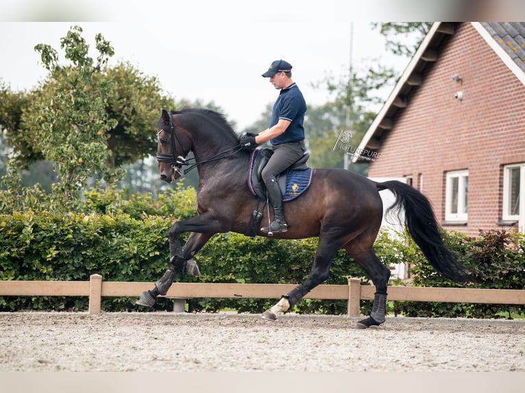 Sportivo Tedesco / Sportivo della Germania Stallone 12 Anni 168 cm Baio scuro in Goch