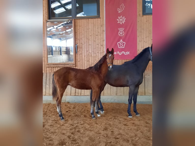 Sportivo Tedesco / Sportivo della Germania Stallone 1 Anno 160 cm Baio in Ilmtal-Weinstra&#xDF;e