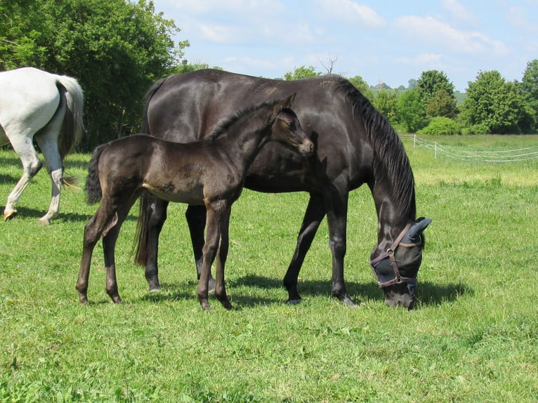 Sportivo Tedesco / Sportivo della Germania Stallone 1 Anno 170 cm Morello in Querfurt