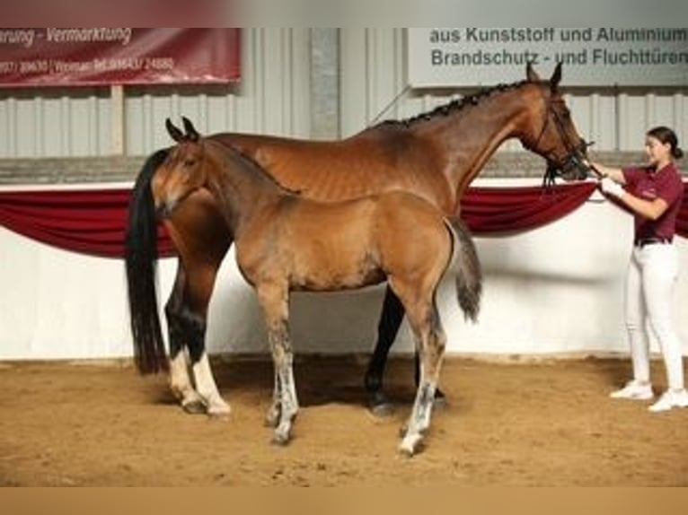 Sportivo Tedesco / Sportivo della Germania Stallone 1 Anno Baio in Elxleben