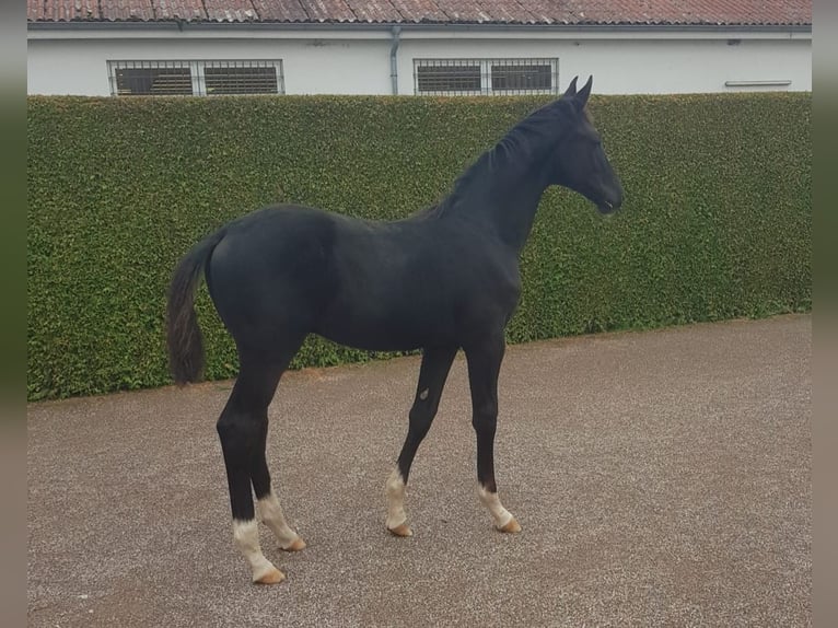 Sportivo Tedesco / Sportivo della Germania Stallone 1 Anno Baio nero in Amt Creuzburg
