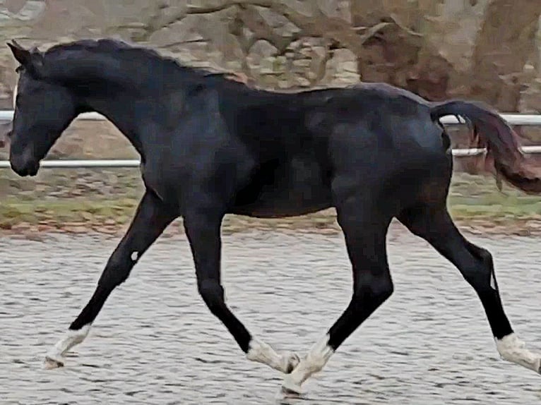 Sportivo Tedesco / Sportivo della Germania Stallone 1 Anno Baio nero in Amt Creuzburg