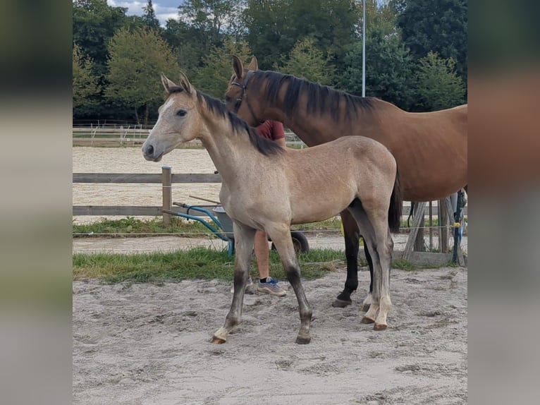 Sportivo Tedesco / Sportivo della Germania Stallone 1 Anno Può diventare grigio in Bad König