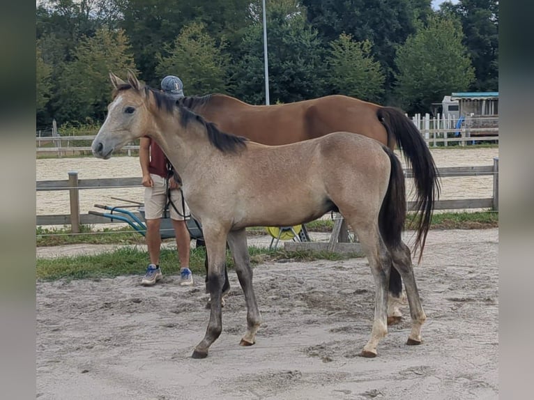 Sportivo Tedesco / Sportivo della Germania Stallone 1 Anno Può diventare grigio in Bad König