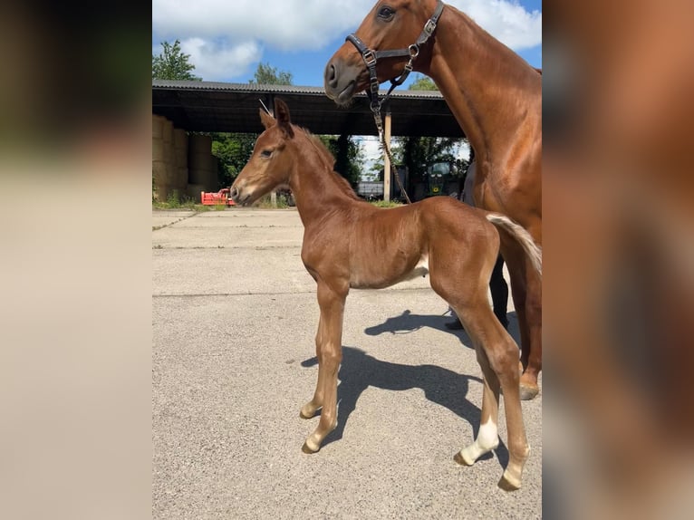 Sportivo Tedesco / Sportivo della Germania Stallone 2 Anni 158 cm Sauro in Cavertitz
