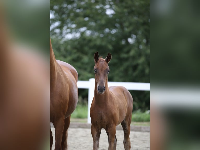 Sportivo Tedesco / Sportivo della Germania Stallone 2 Anni 158 cm Sauro in Cavertitz
