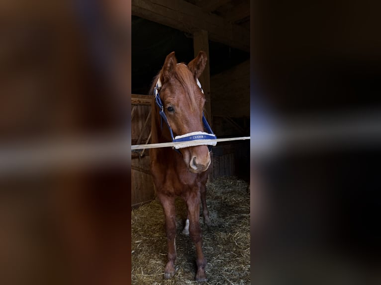 Sportivo Tedesco / Sportivo della Germania Stallone 2 Anni 158 cm Sauro in Cavertitz