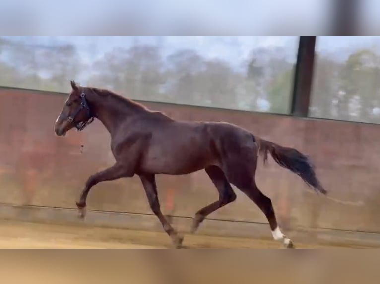 Sportivo Tedesco / Sportivo della Germania Stallone 2 Anni 163 cm Sauro scuro in Emsdetten