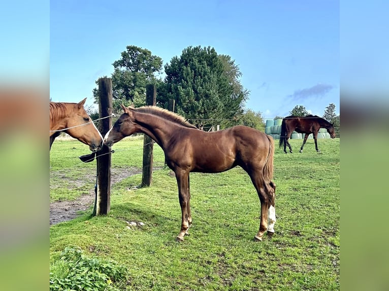 Sportivo Tedesco / Sportivo della Germania Stallone 2 Anni 164 cm Sauro scuro in Kleinneudorf