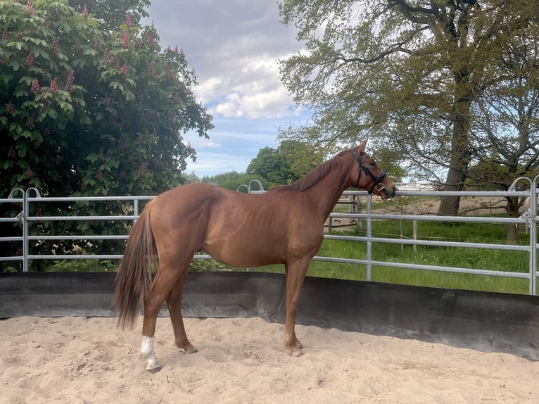 Sportivo Tedesco / Sportivo della Germania Stallone 2 Anni 164 cm Sauro scuro in Kleinneudorf