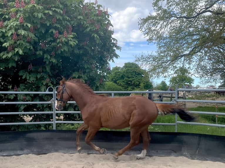 Sportivo Tedesco / Sportivo della Germania Stallone 2 Anni 164 cm Sauro scuro in Kleinneudorf