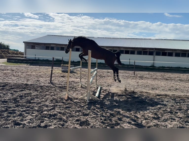 Sportivo Tedesco / Sportivo della Germania Stallone 2 Anni 165 cm Baio in Kalbe (Milde)