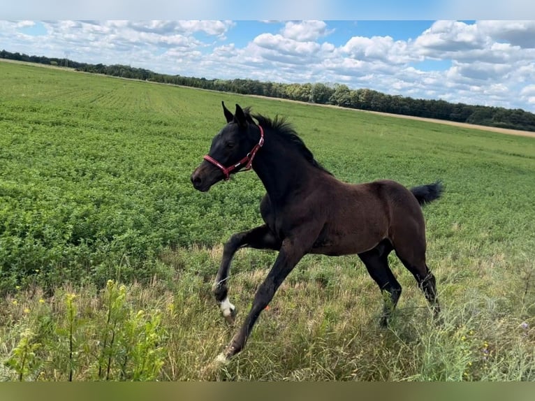 Sportivo Tedesco / Sportivo della Germania Stallone 2 Anni 165 cm Baio nero in Arneburg