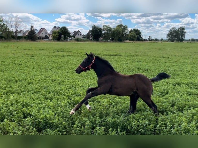 Sportivo Tedesco / Sportivo della Germania Stallone 2 Anni 165 cm Baio nero in Arneburg
