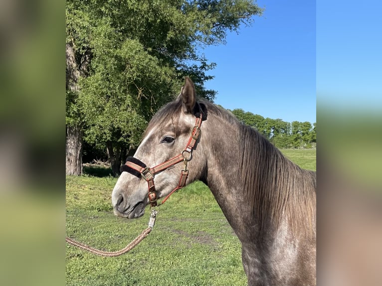 Sportivo Tedesco / Sportivo della Germania Stallone 2 Anni 165 cm Grigio in L&#xF6;wenberger Land