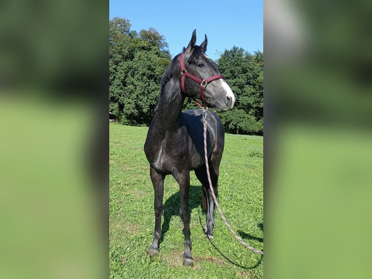 Sportivo Tedesco / Sportivo della Germania Stallone 2 Anni 166 cm Grigio ferro in Traunstein