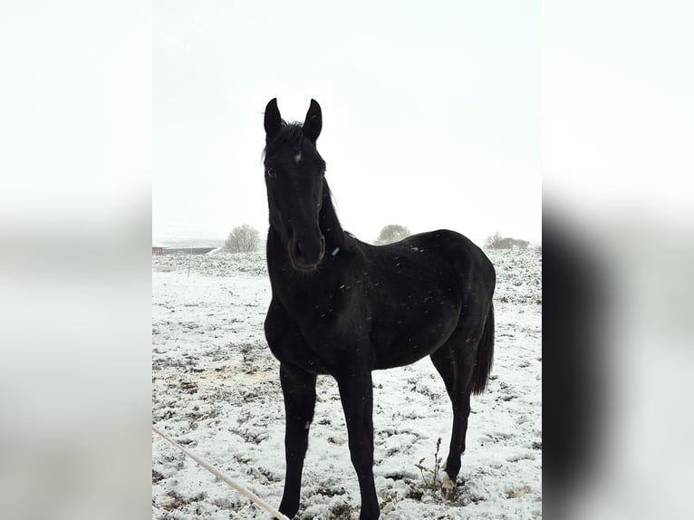 Sportivo Tedesco / Sportivo della Germania Stallone 2 Anni 168 cm Morello in Hainichen
