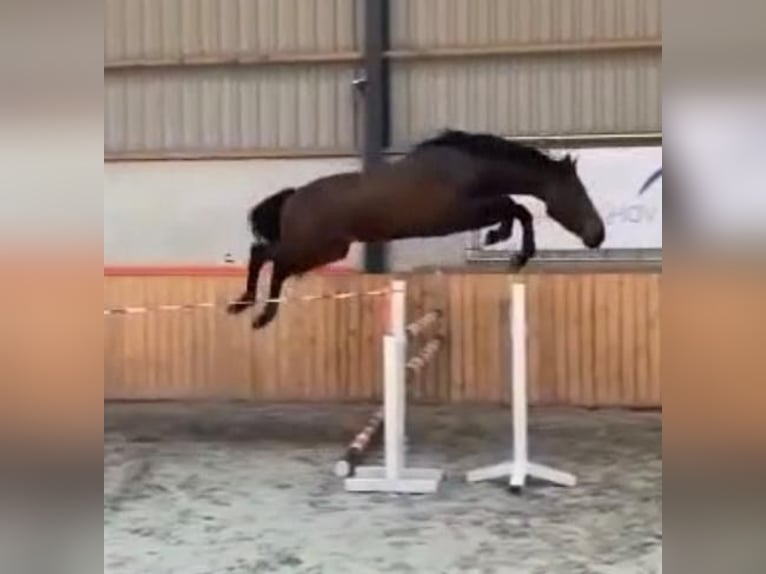 Sportivo Tedesco / Sportivo della Germania Stallone 2 Anni 170 cm Baio in Weert