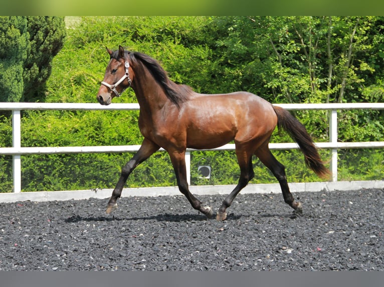 Sportivo Tedesco / Sportivo della Germania Stallone 2 Anni 170 cm Baio in Neckargemünd