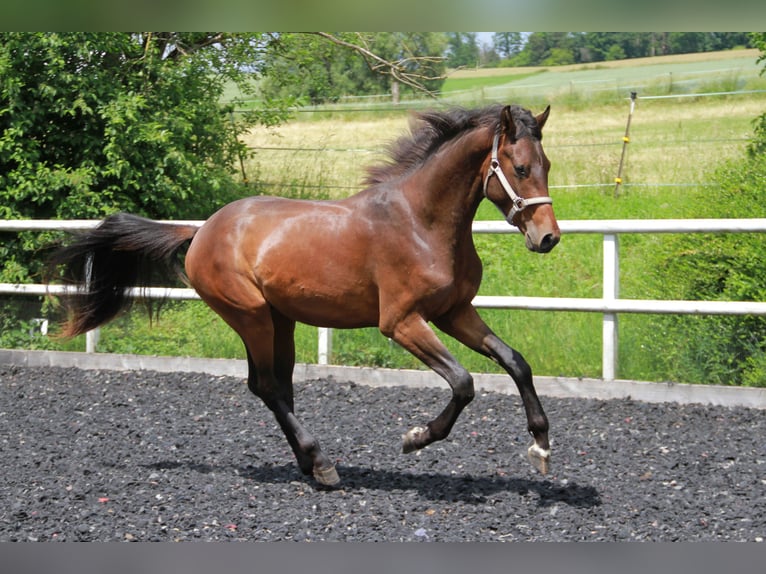 Sportivo Tedesco / Sportivo della Germania Stallone 2 Anni 170 cm Baio in Neckargemünd